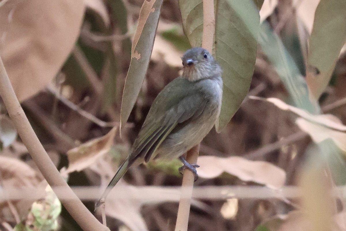 Manakin à ventre blanc - ML622109196