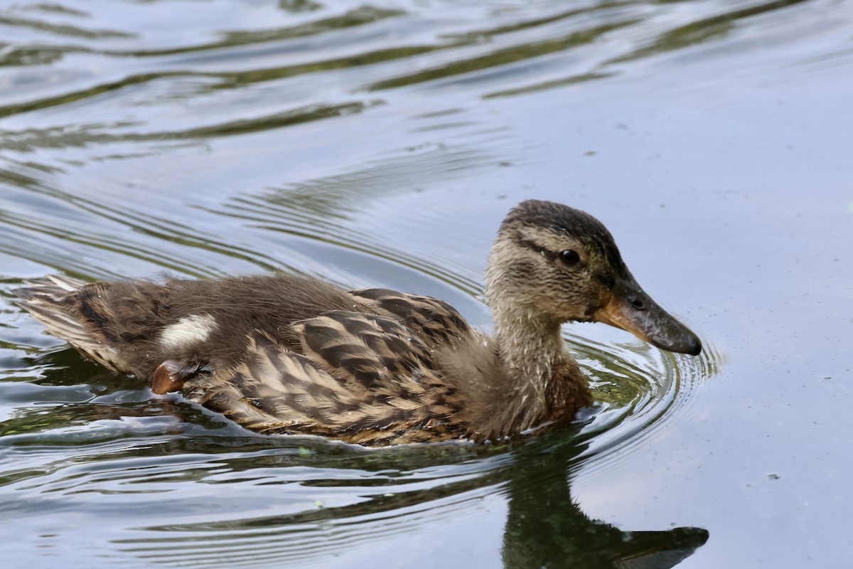 Canard colvert - ML622109218