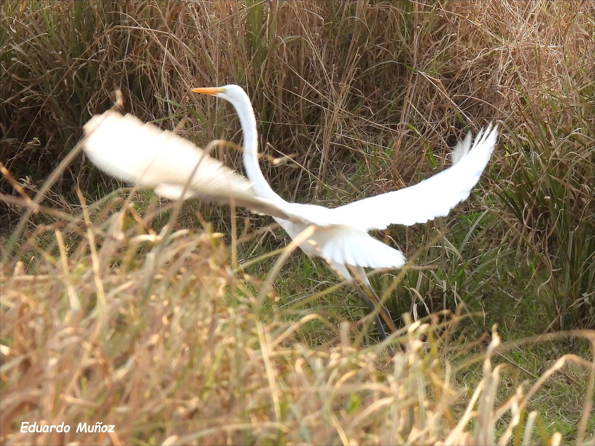 Grande Aigrette - ML622109220