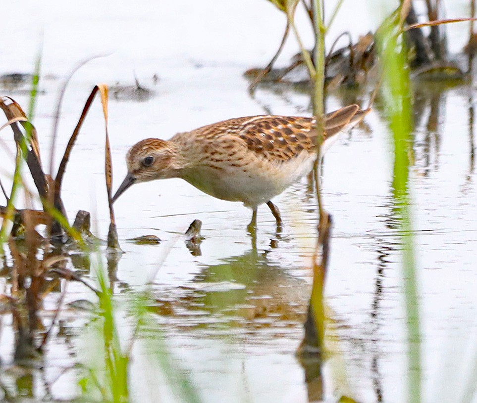 Least Sandpiper - Shelly Kehrle.Sulser