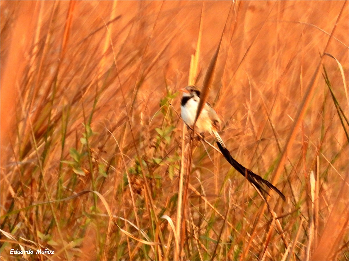 Strange-tailed Tyrant - Hermann Eduardo Muñoz