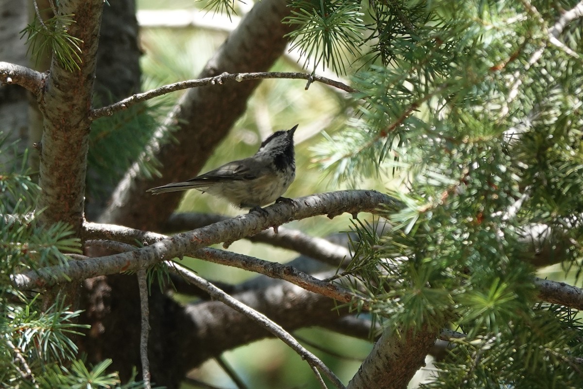 Mountain Chickadee - ML622109254