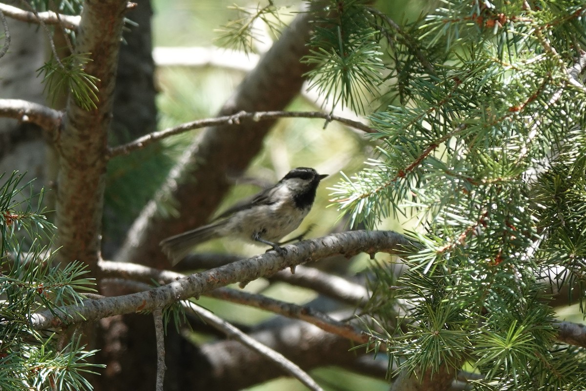 Mountain Chickadee - ML622109255