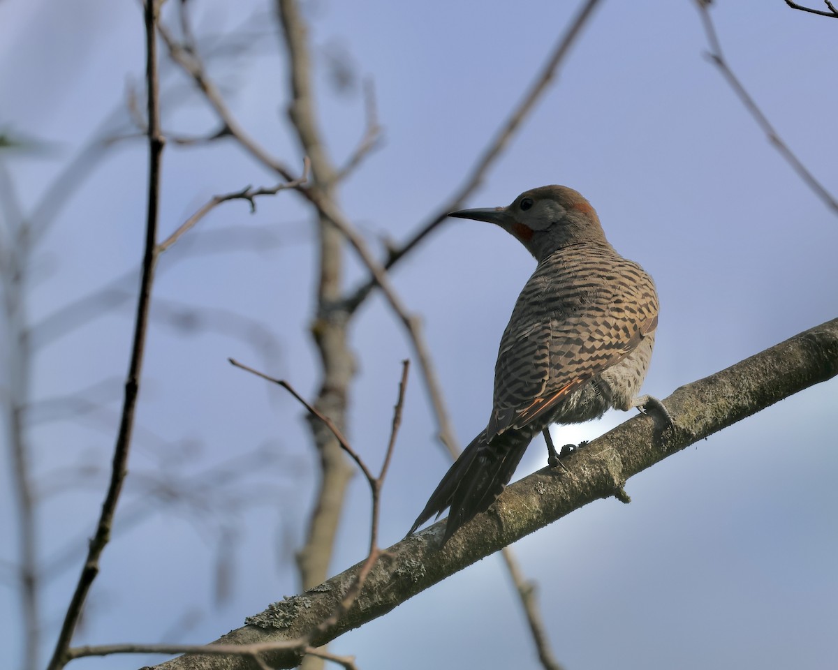 Northern Flicker - ML622109257