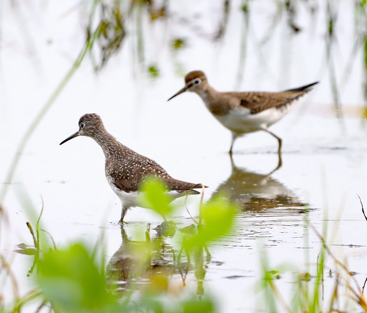 Solitary Sandpiper - ML622109258