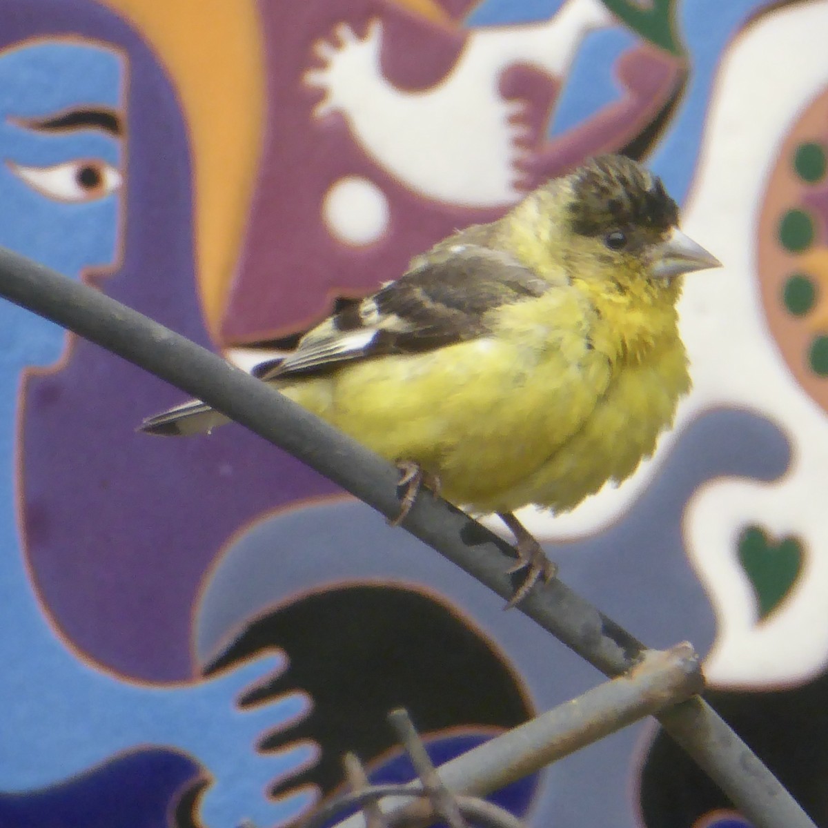 Lesser Goldfinch - ML622109259