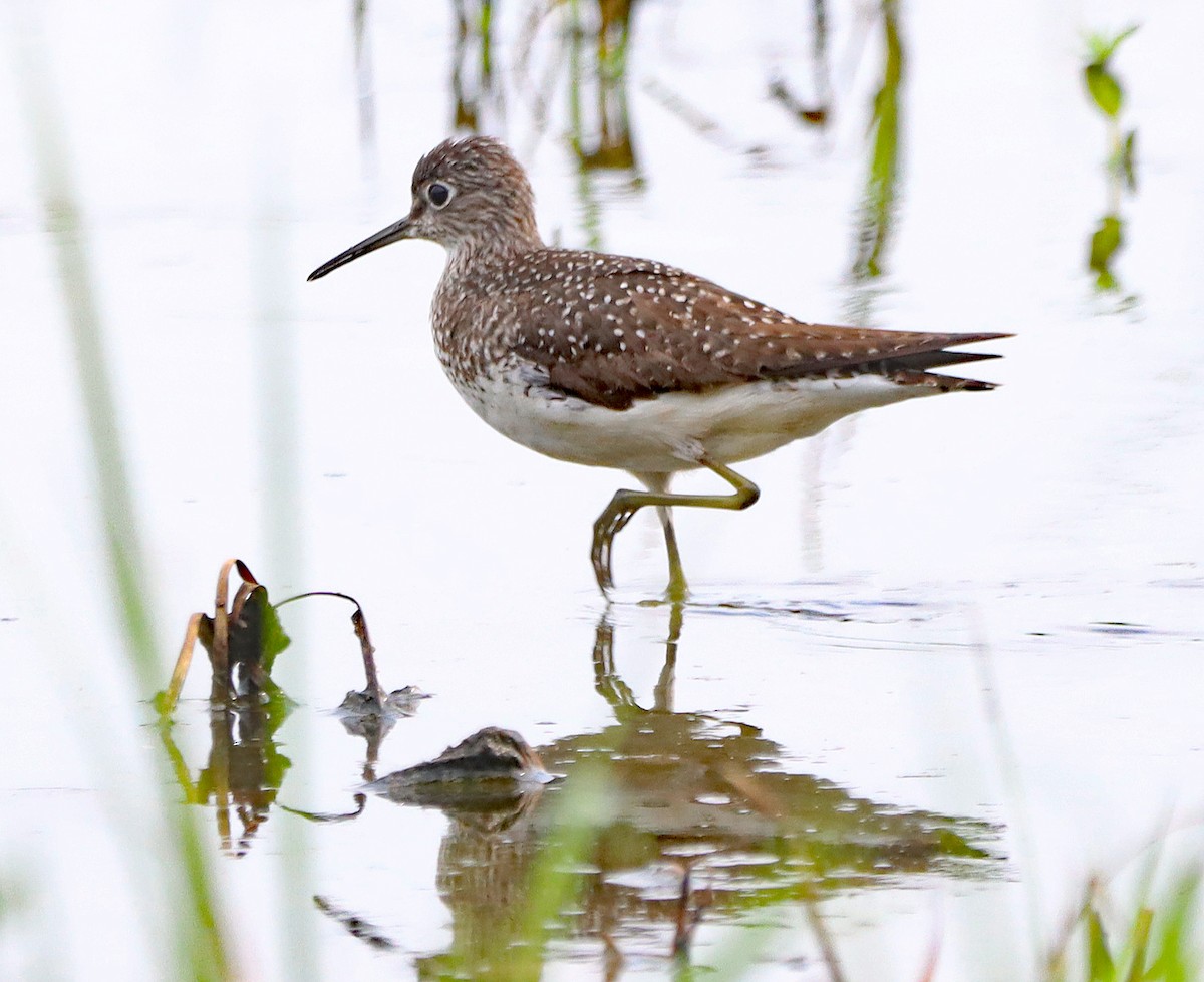 Solitary Sandpiper - ML622109261