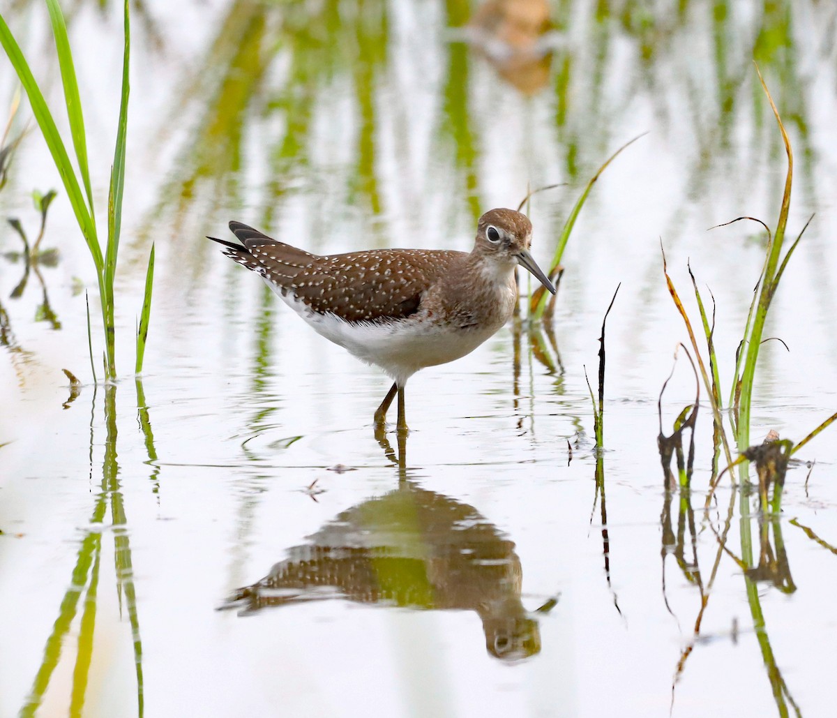 Solitary Sandpiper - ML622109264