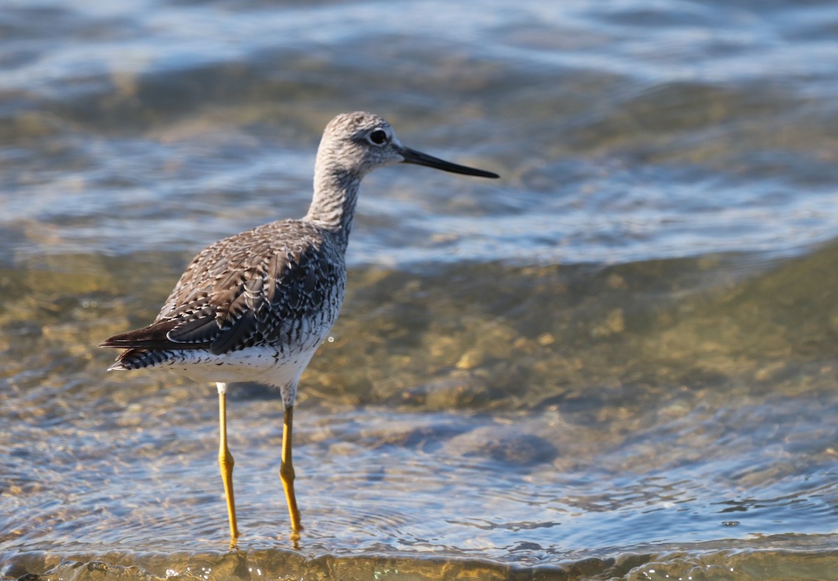 Greater Yellowlegs - ML622109265