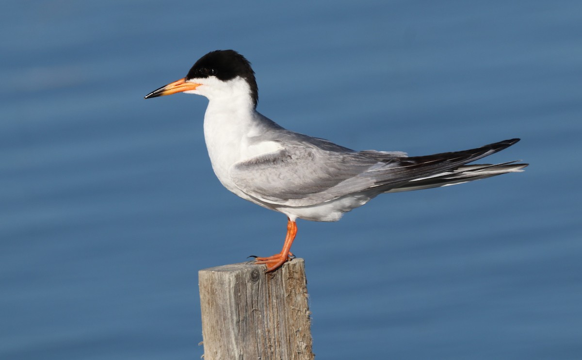 Forster's Tern - Chris Overington