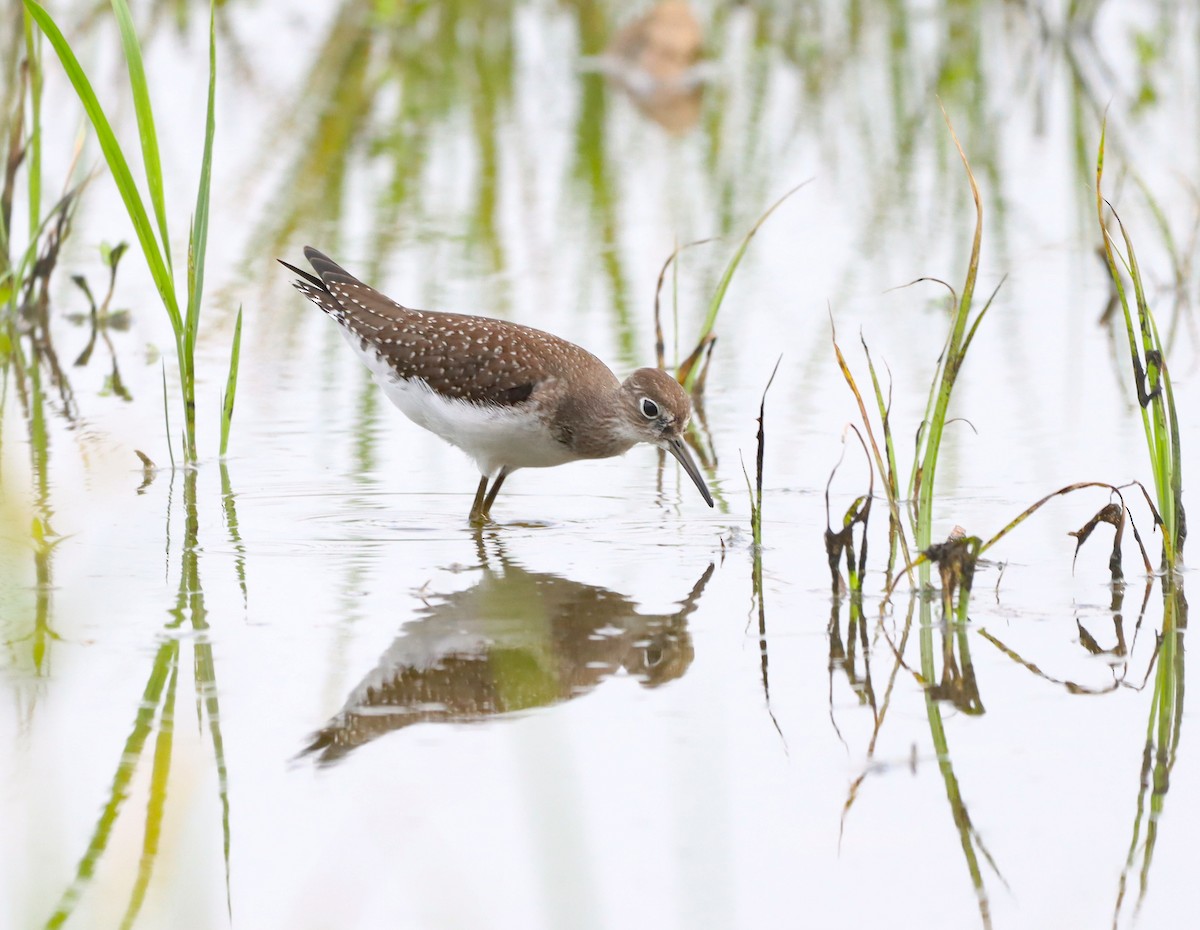 Solitary Sandpiper - ML622109267