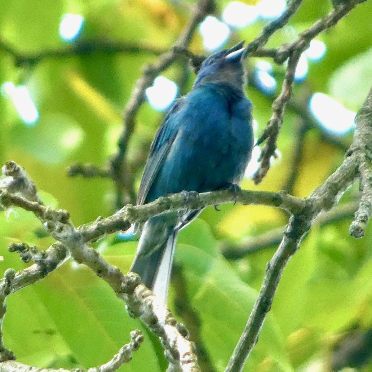 Indigo Bunting - ML622109268