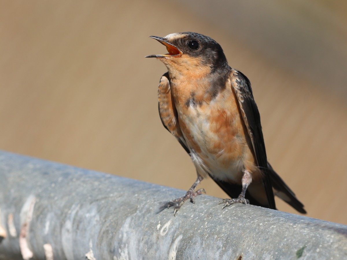 Barn Swallow - ML622109269