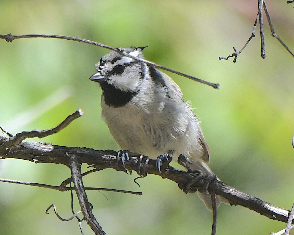 Bridled Titmouse - ML622109270