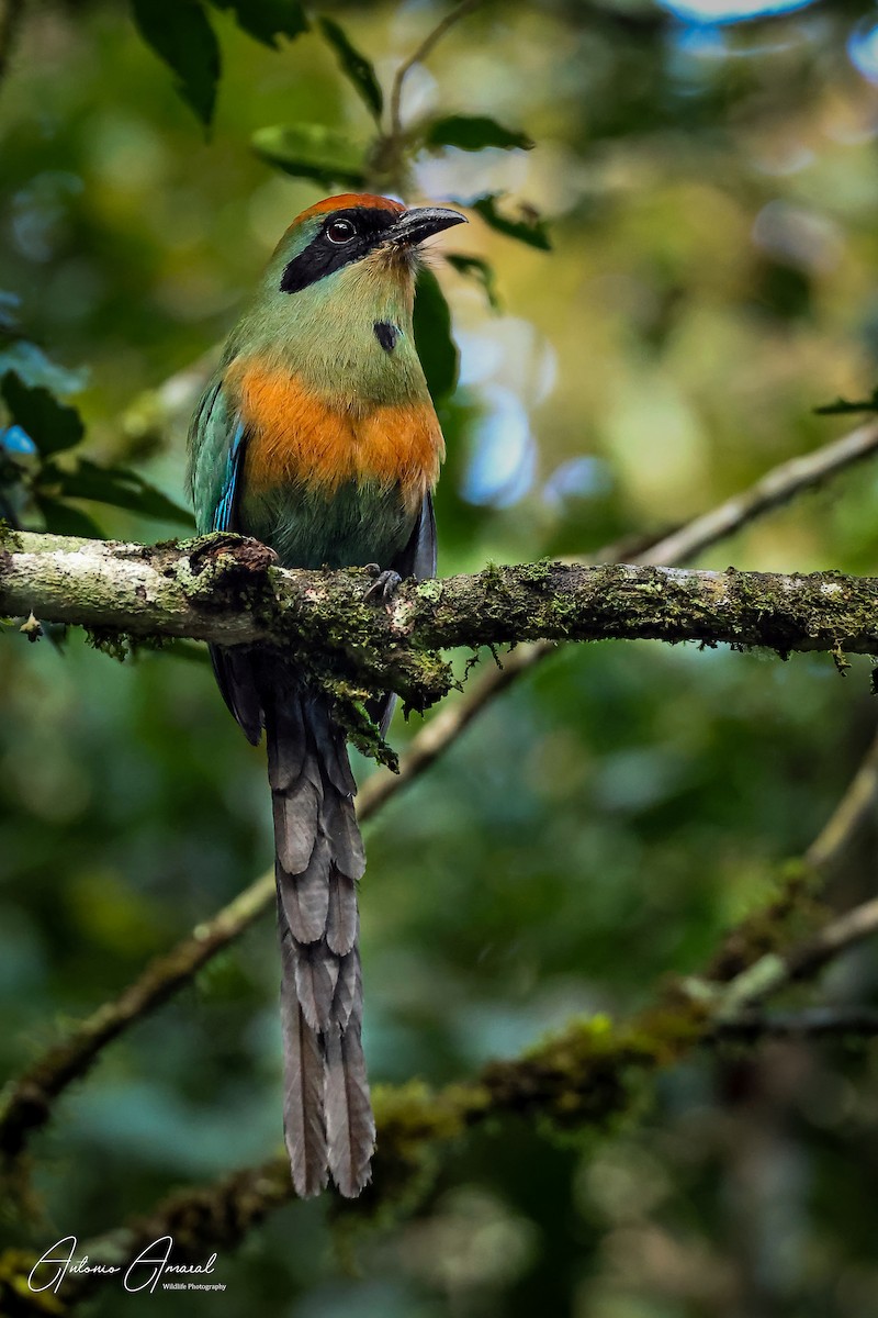 Rufous-capped Motmot - ML622109272