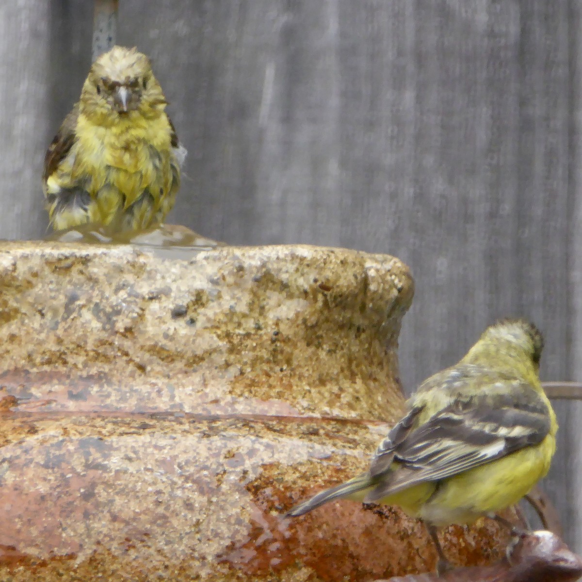 Lesser Goldfinch - ML622109273