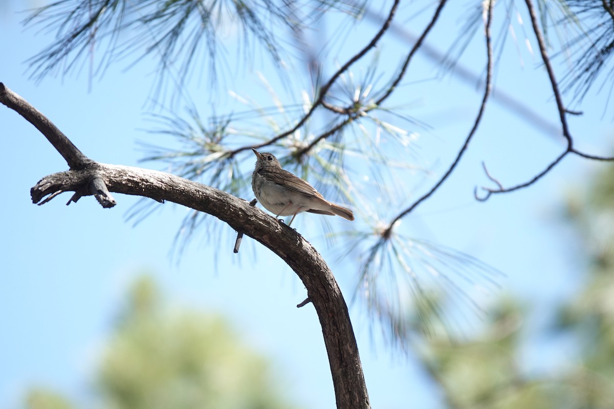 Hermit Thrush - ML622109276