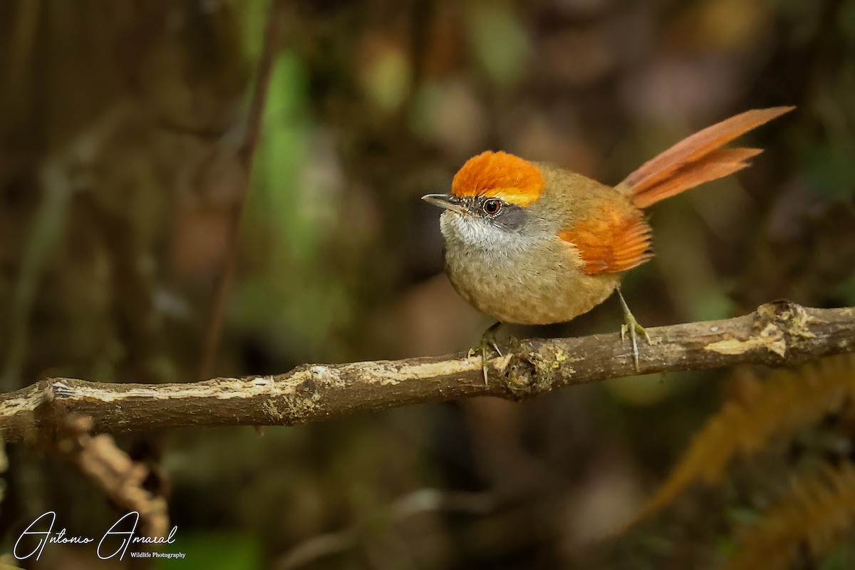 Rufous-capped Spinetail - ML622109277