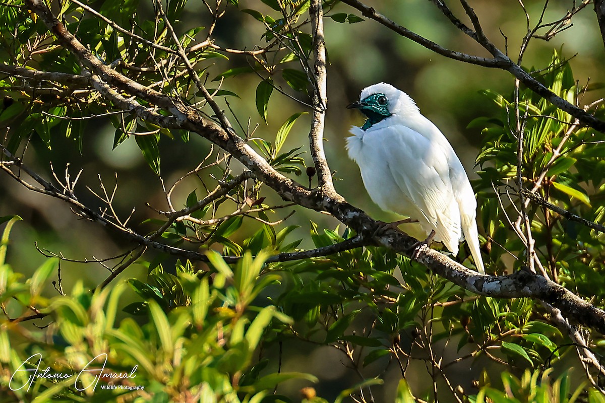 Bare-throated Bellbird - ML622109282