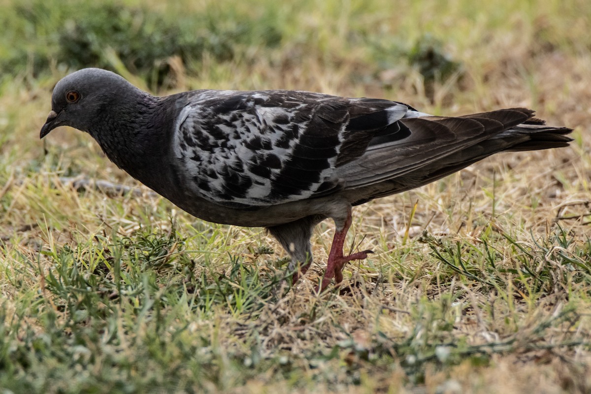 Rock Pigeon (Feral Pigeon) - ML622109283