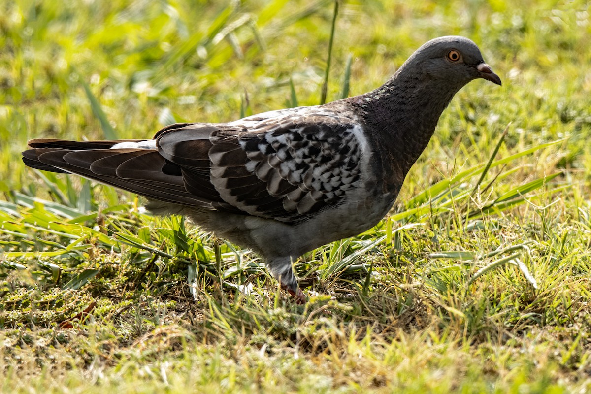 Rock Pigeon (Feral Pigeon) - ML622109284