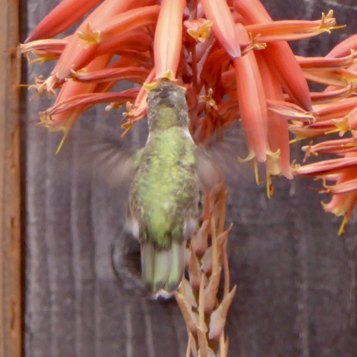 Anna's Hummingbird - Anonymous