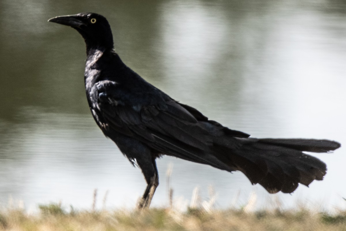 Great-tailed Grackle - ML622109286