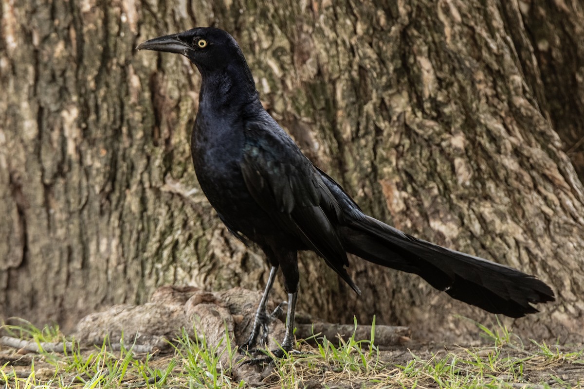 Great-tailed Grackle - ML622109287