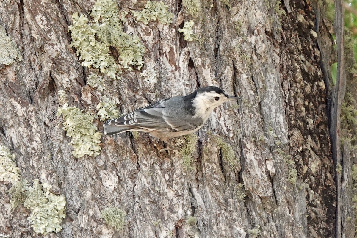 White-breasted Nuthatch - ML622109289