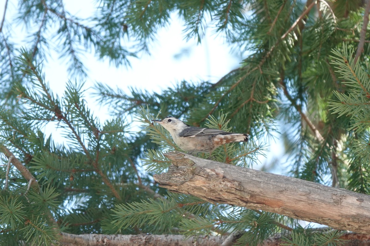 White-breasted Nuthatch - ML622109290