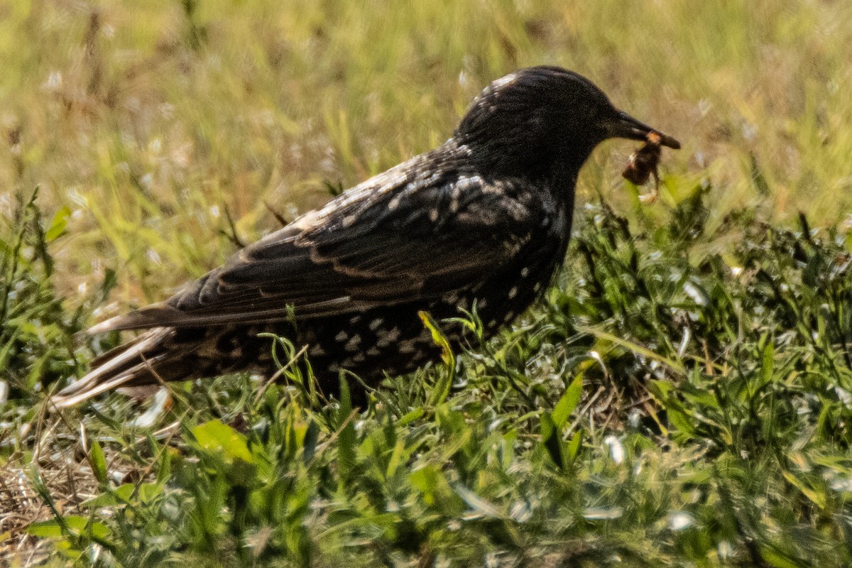 European Starling - ML622109292