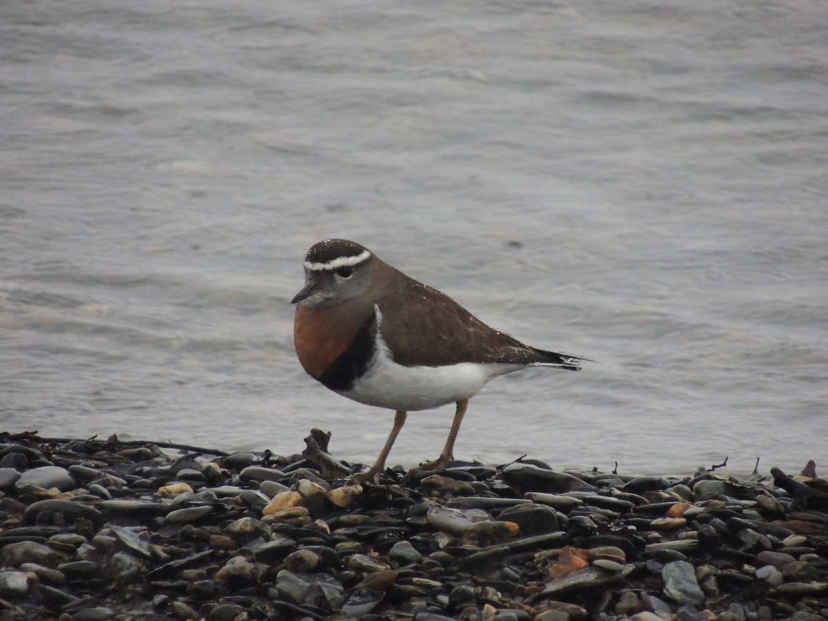 Rufous-chested Dotterel - ML622109328