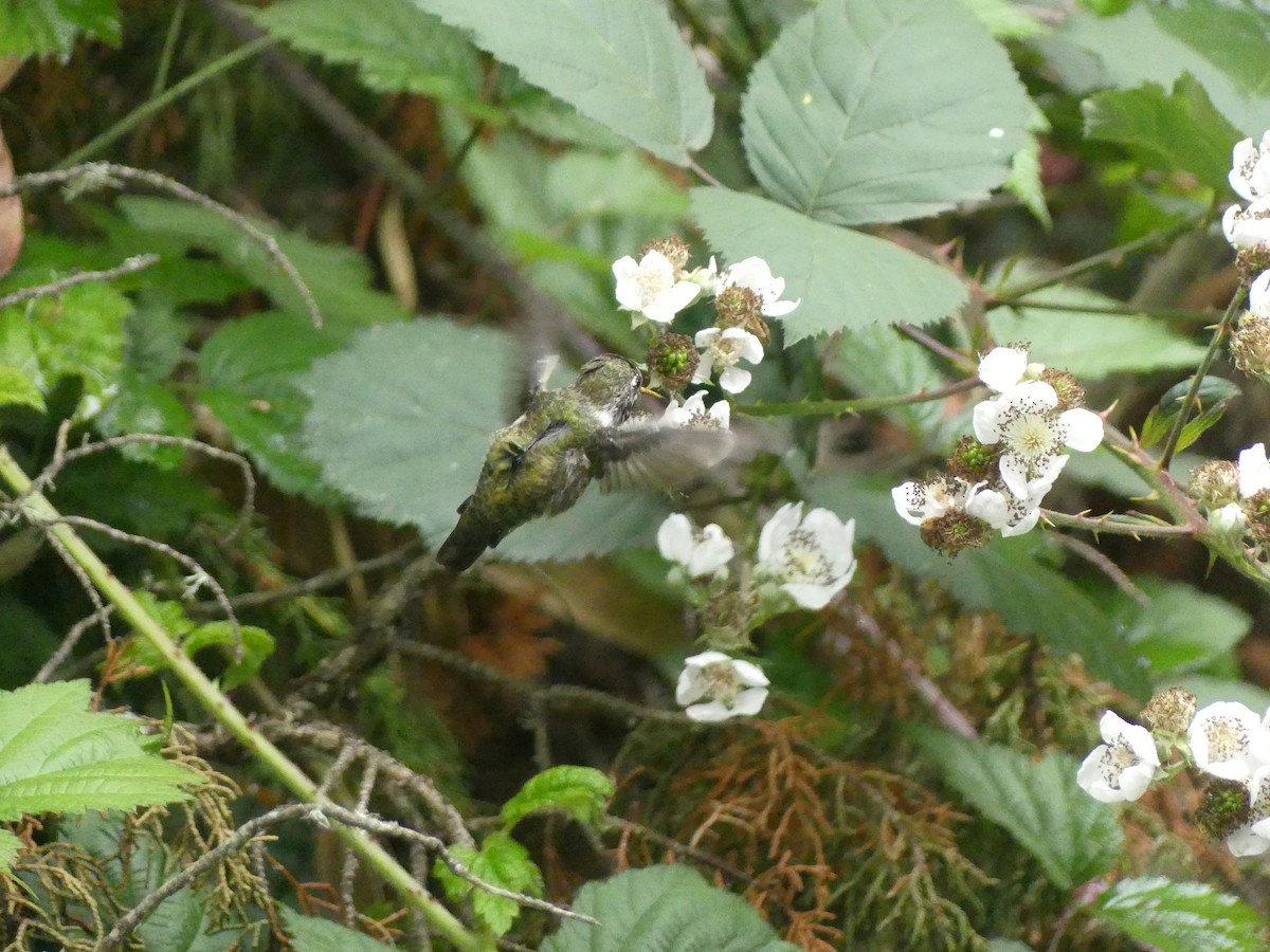 Anna's Hummingbird - Adam Gerhart