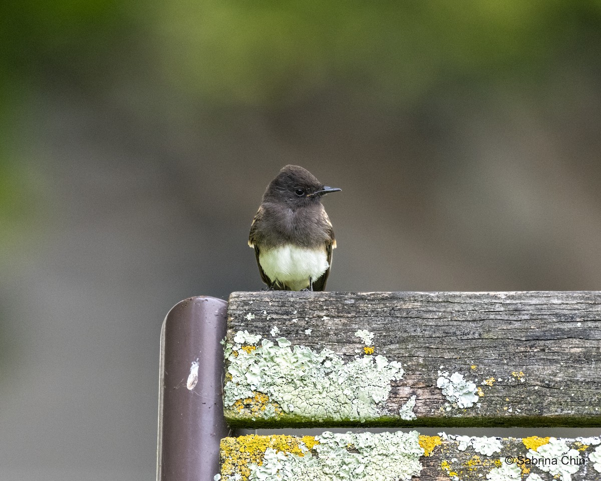 Black Phoebe - ML622109342