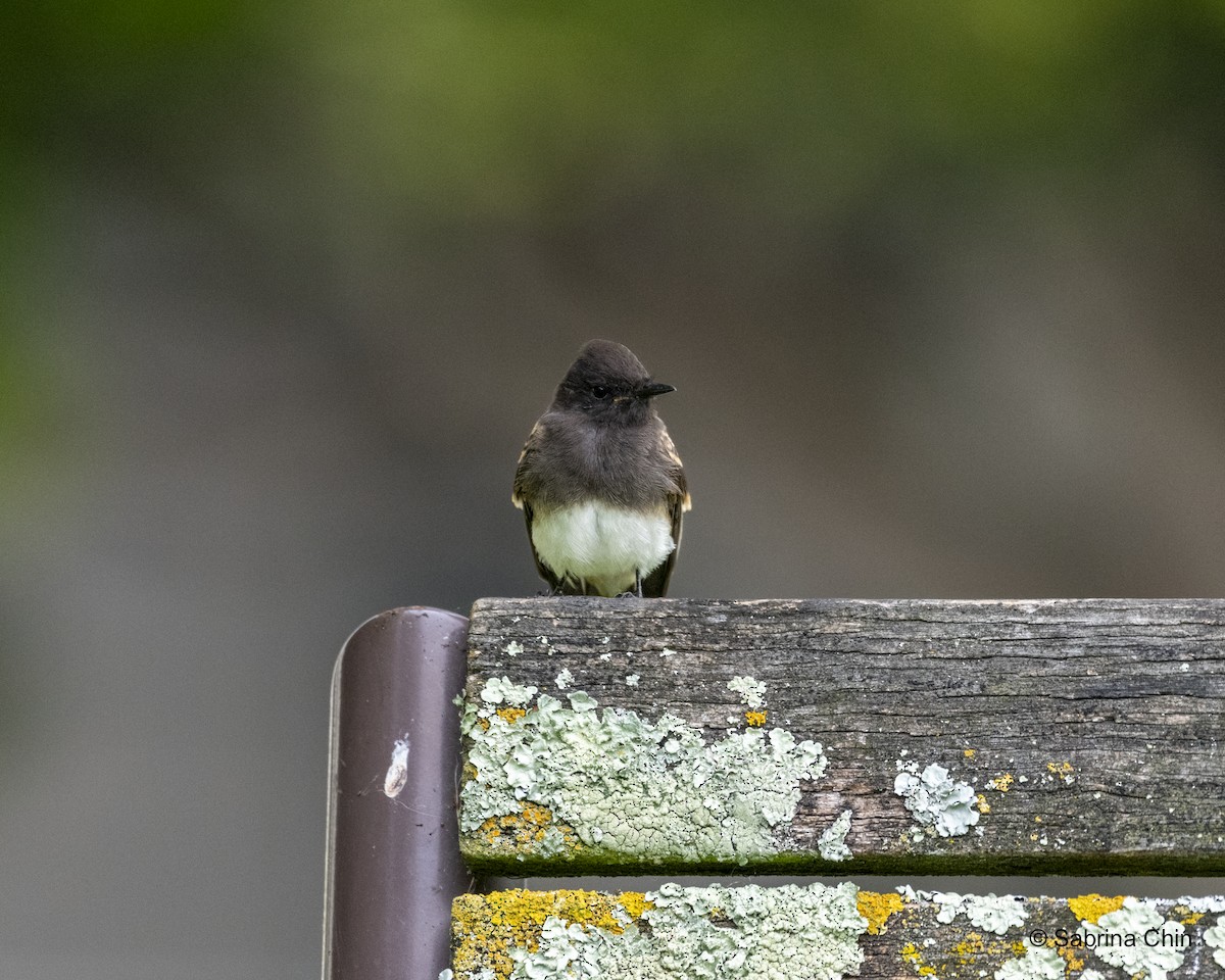 Black Phoebe - ML622109343