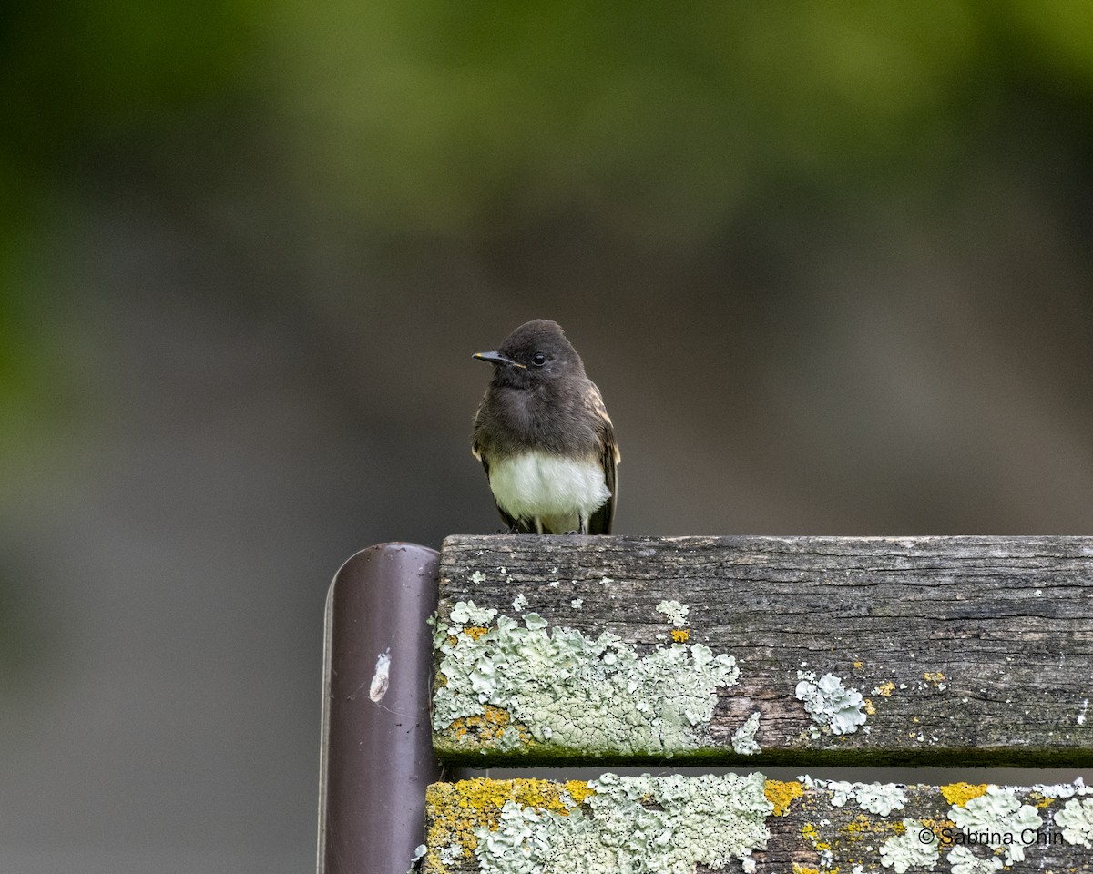 Black Phoebe - ML622109345