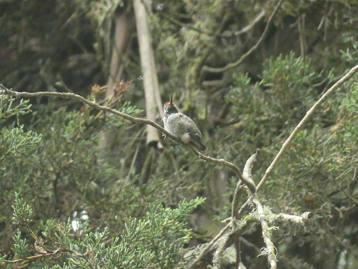 Anna's Hummingbird - ML622109347