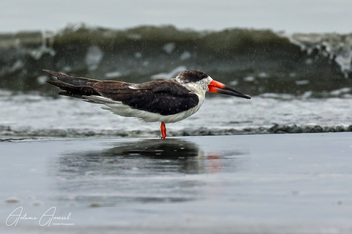 Black Skimmer - ANTONIO AMARAL