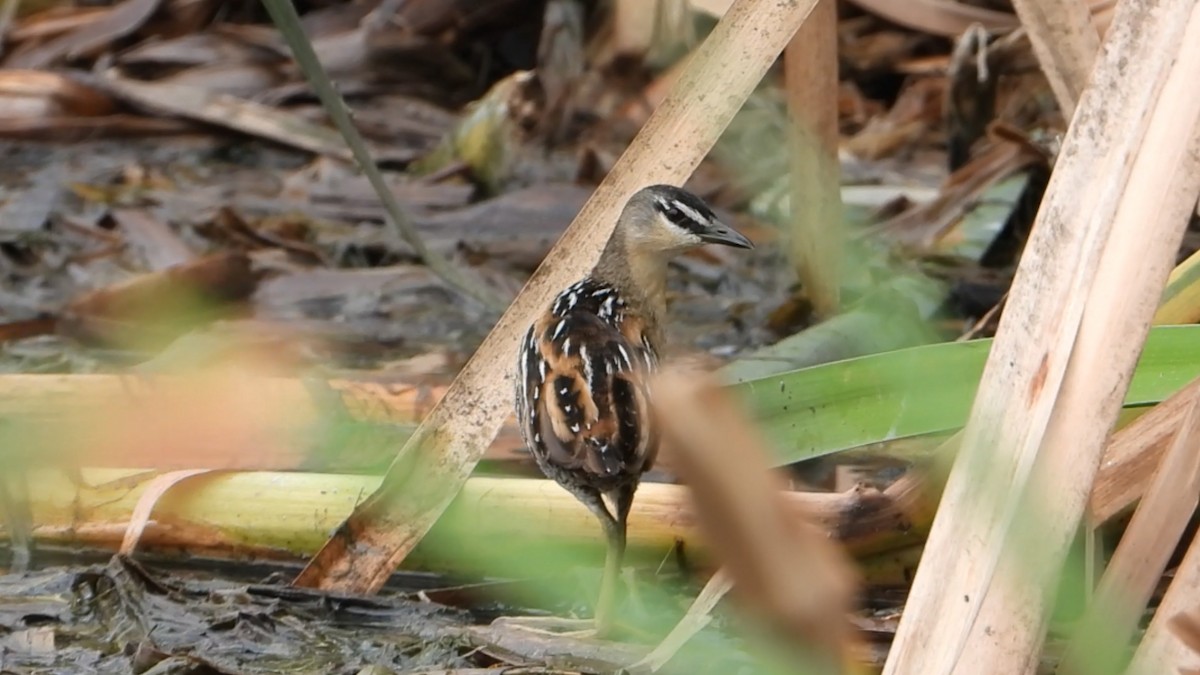 Yellow-breasted Crake - ML622109349