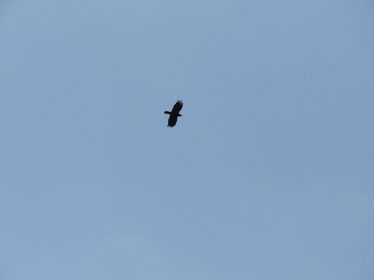 Red-billed Chough - Mohammad Amin Ghaffari