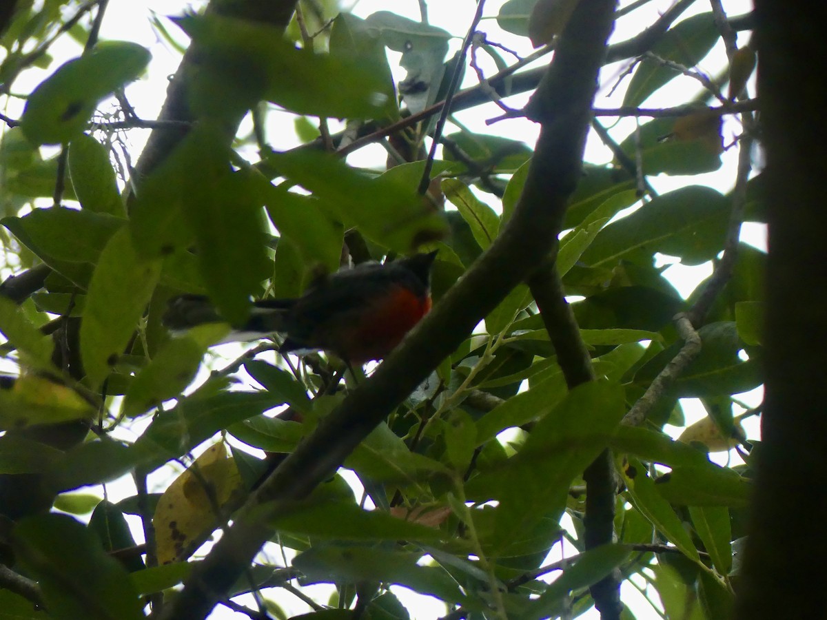 Slate-throated Redstart - ML622109354