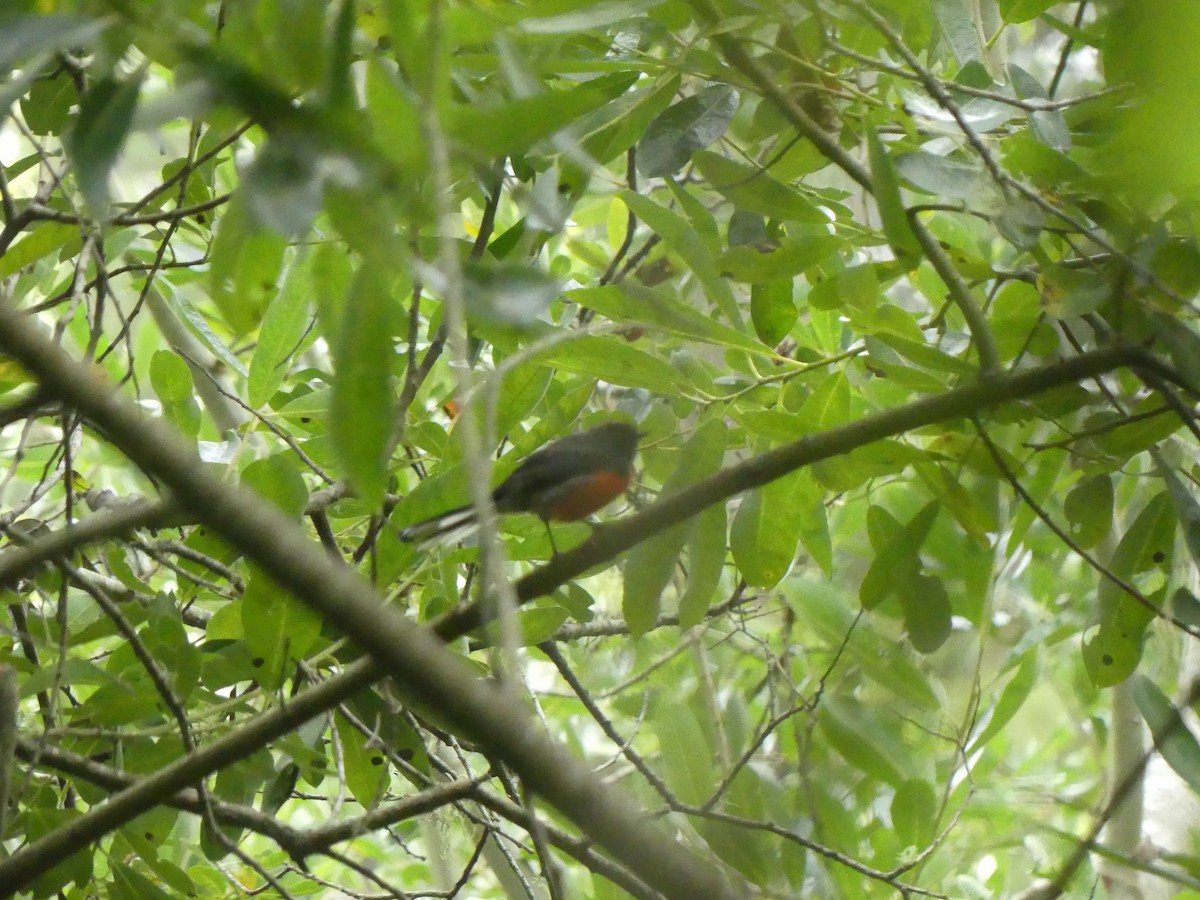 Slate-throated Redstart - ML622109355