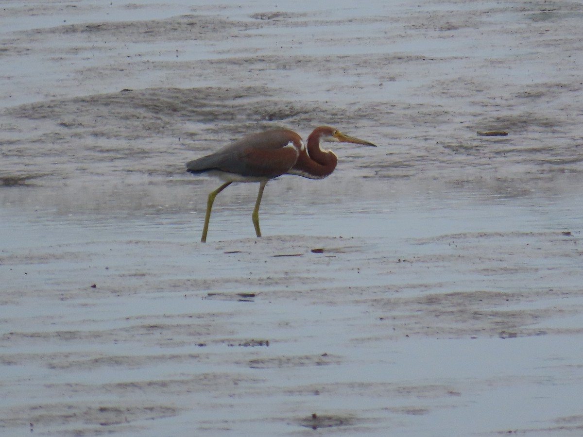 Tricolored Heron - John Coyle