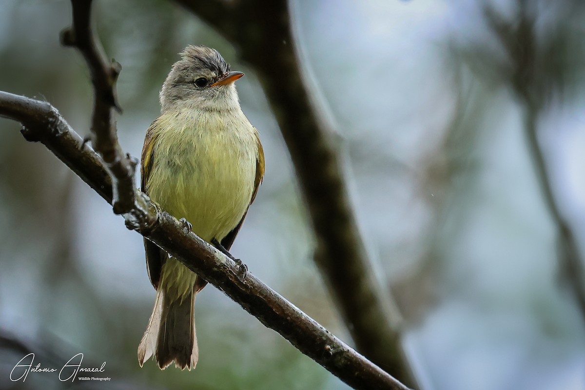 Southern Beardless-Tyrannulet - ML622109358