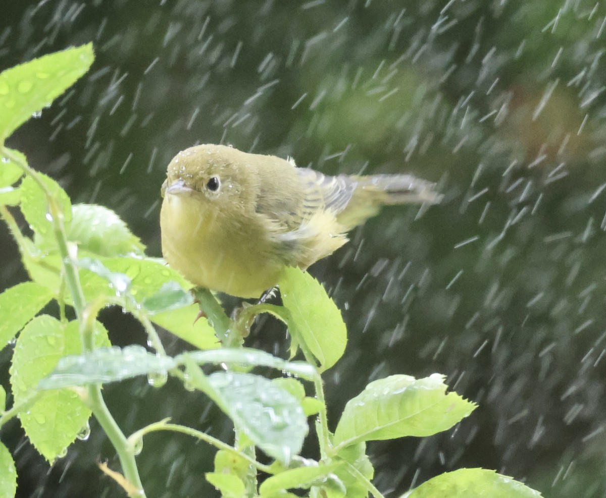 Yellow Warbler - Gretchen Framel