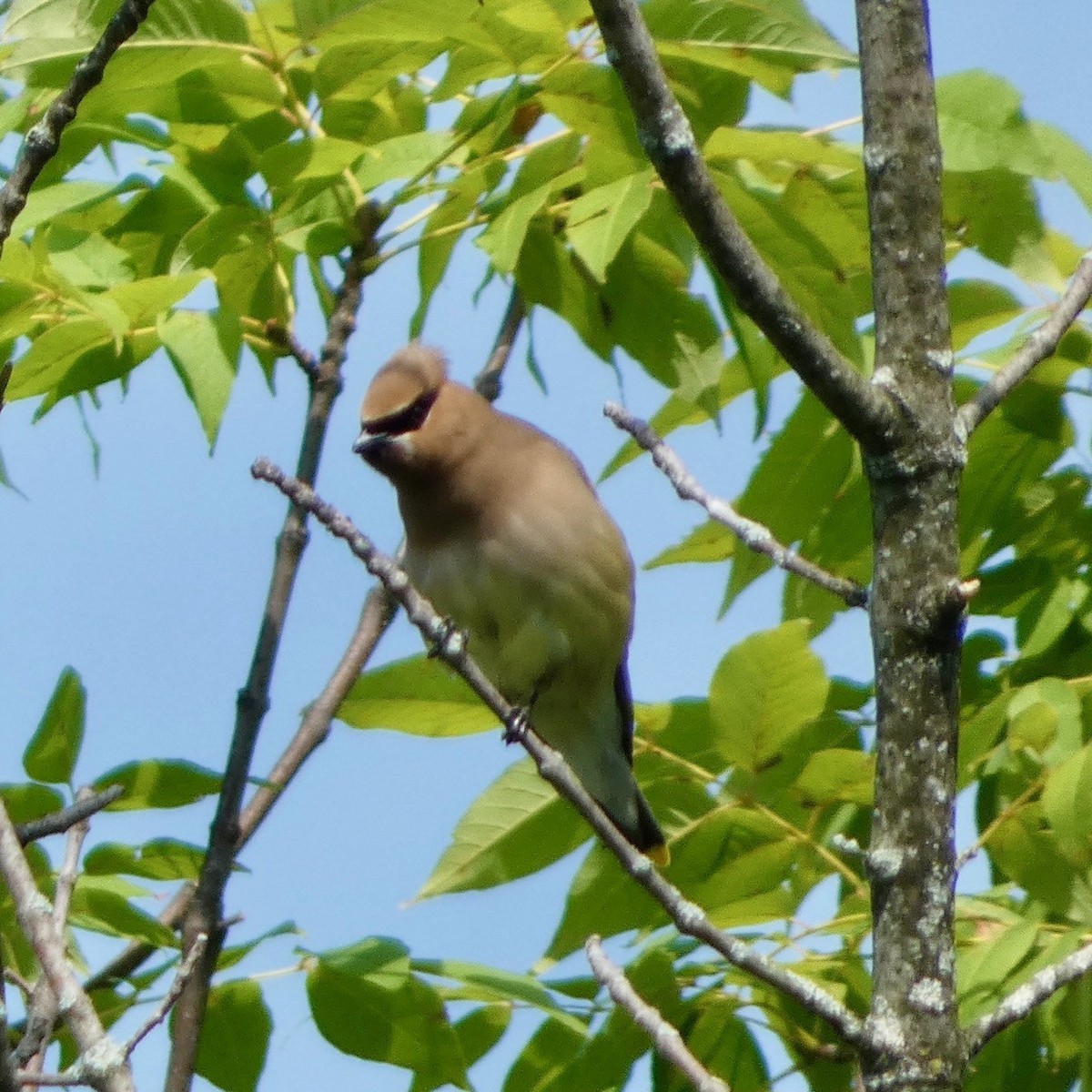 Cedar Waxwing - ML622109360