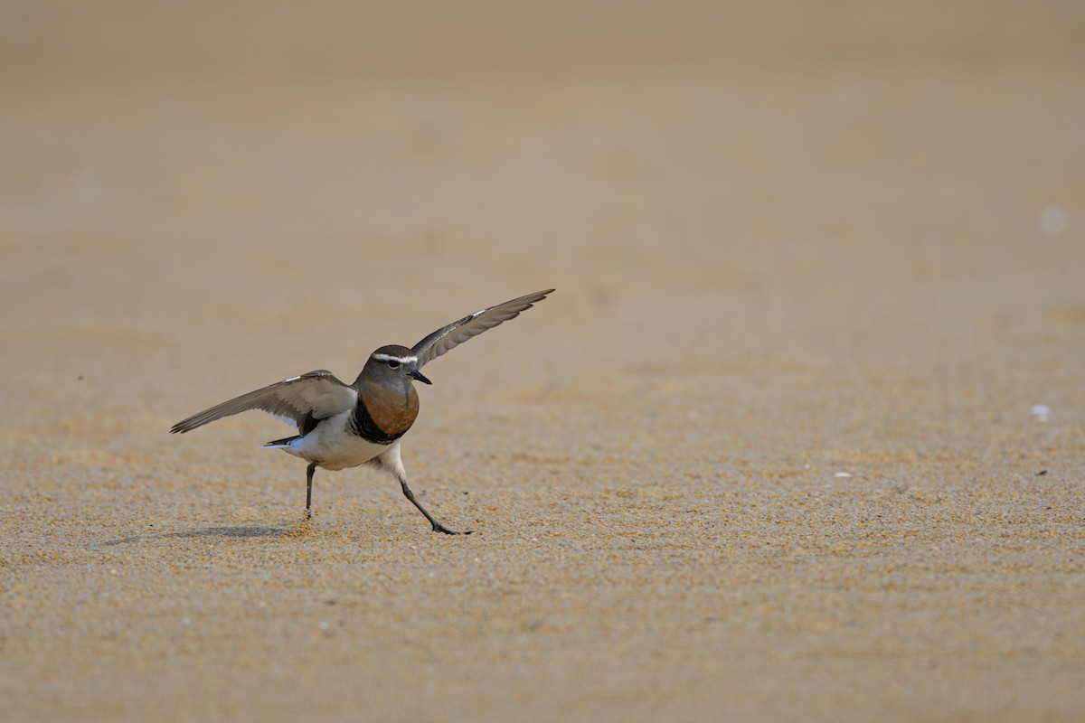 Rufous-chested Dotterel - ML622109363