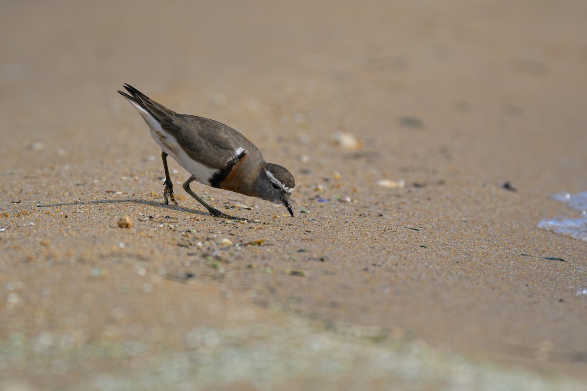 Rufous-chested Dotterel - ML622109368