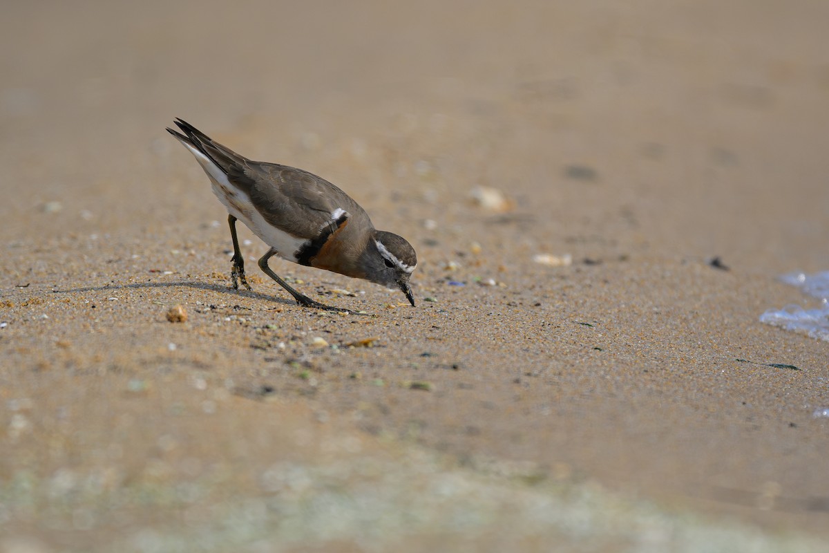 Rufous-chested Dotterel - Fernando Saravia