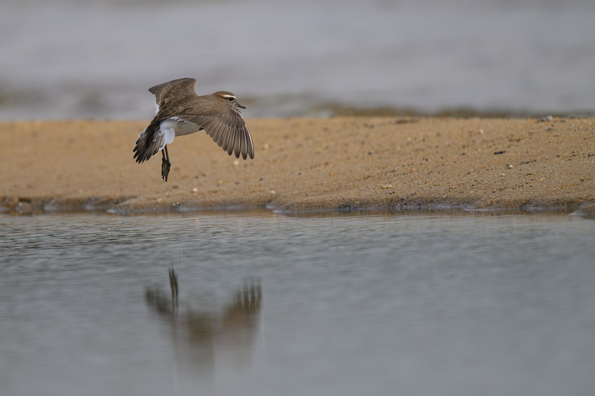 Rufous-chested Dotterel - ML622109370